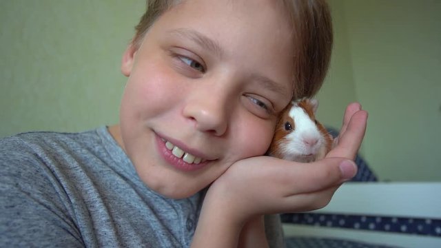 Closeup portrait of cute happy smiling white child holding small baby guinea pig in hands near his face. Slow motion full hd video footage.