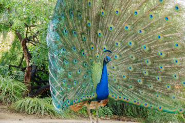 Obraz premium Male peacock showing it's color fan