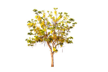  Cassia fistula tree isolated on white background.