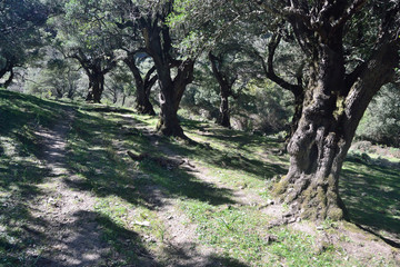 Il bosco di Tuviois