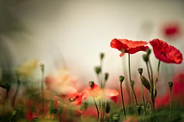 Fototapeten Poppy Meadow © Nailia Schwarz