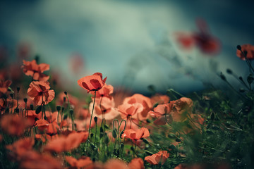 Obraz premium Poppy Meadow