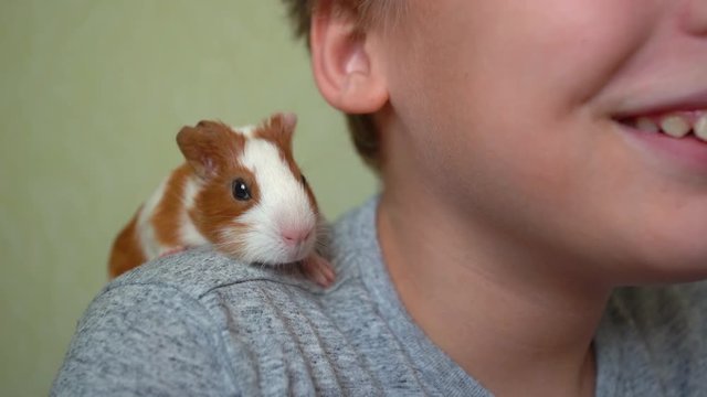 Closeup portrait of cute happy white child and small baby white and brown guinea pig  sitting calmly on shoulder of boy. Slow motion full hd video footage.