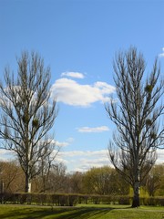 Łyse drzewa-bliźniaki pionowo