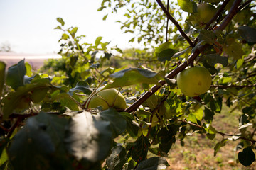 apples on the wind of the tree against the background of the house, harvest, ripe and natural
