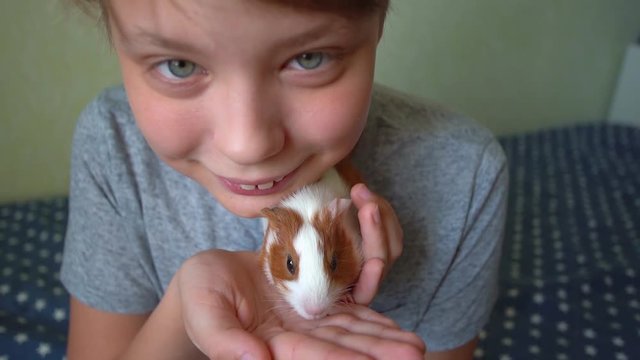 Closeup portrait of cute happy white child holding small baby guinea pig in hands at home. Slow motion full hd video footage.