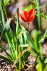 Obraz na płótnie Canvas Red dwarf tulips in April