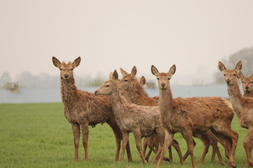 herd of young reindeer in a field coats falling off due to age
