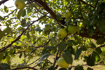 apples on the wind of the tree against the background of the house, harvest, ripe and natural