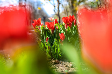 Red dwarf tulips in April