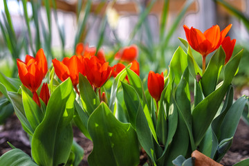 Red dwarf tulips in April