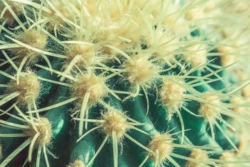 Macro view of green cactus with long spines as a background, Echinocactus type