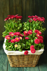 Fototapeta na wymiar Red daisies in a wicker basket on a green wooden background