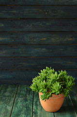 Green plant in a pot on green-blue wooden background