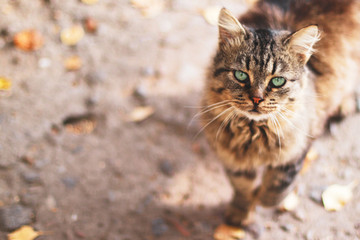 cat resting on the street, wild street cat