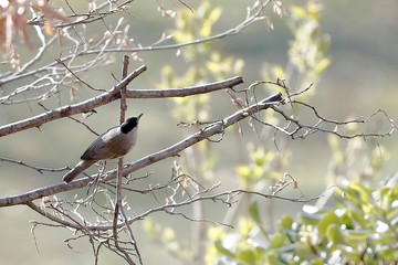 A blackcap perched on a dry branch
