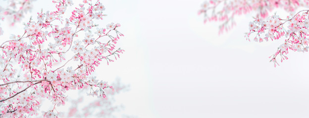 Obraz na płótnie Canvas Pink white spring blossom of cherry on white background. Floral frame. Springtime nature background. Template or banner