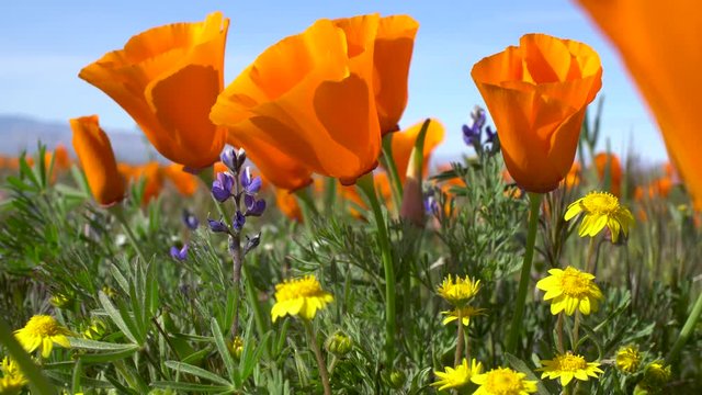 Wildflowers in meadow, orange poppy, blue lupine, and yellow goldfield lasthenia