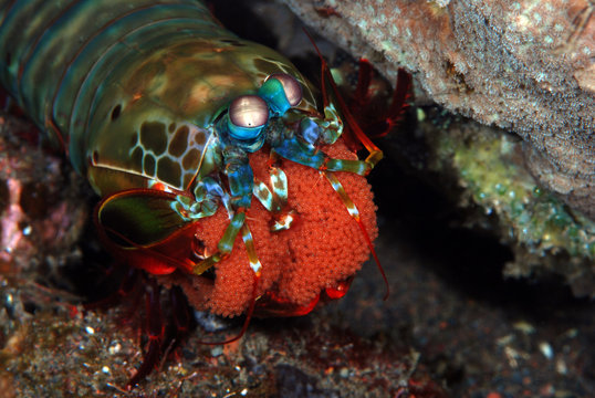 Incredible Underwater World - Peacock mantis shrimp - Odontodactylus scyllarus. Diving and underwater macro photography. Tulamben, Bali, Indonesia.