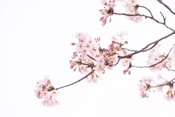 Fotobehang Kersenboom in volle bloei © Chikako Kamitori