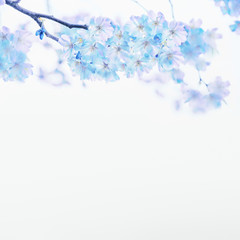 Blue spring blossom on white background. Floral border. Springtime nature background