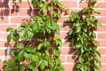 Fototapeta na wymiar Green ivy on red brick background