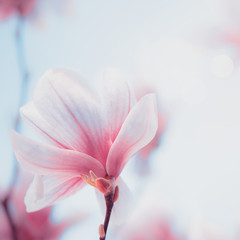 Fototapeta na wymiar Close up of lovely magnolia bloom. Springtime blossom. Spring background