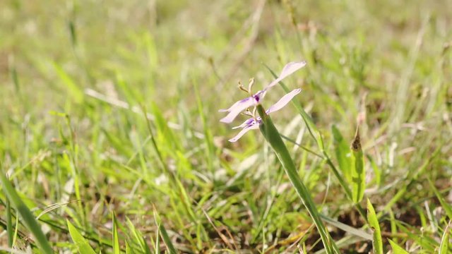 Herbertia (Herbertia lahue) flowers growing in Texas, side shot of beautiful twin flowers on bright sunny day 4k