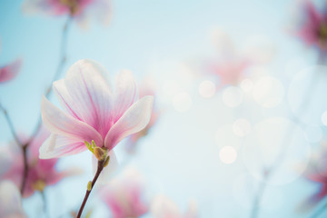 Springtime background. Outdoor magnolia bloom at blurred nature background with bokeh. Nature scene...