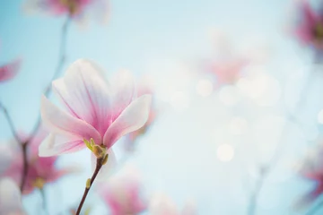 Fototapeten Springtime background. Outdoor magnolia bloom at blurred nature background with bokeh. Nature scene with spring blossom. Copy space © VICUSCHKA