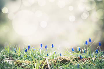 Spring nature background with wild hyacinth flowers at bokeh. Springtime outdoor