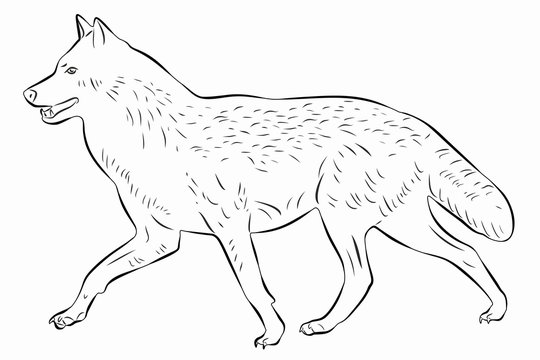 illustration of a wolf, vector draw