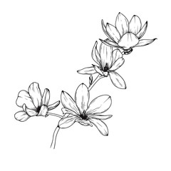 Magnolia flowers. Realistic sketch of a blooming flower. Vector illustration