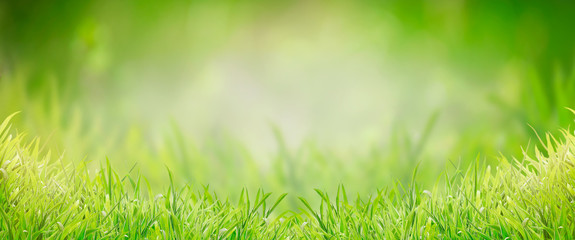 Green grass background, banner. Summer or spring nature. Sunny day