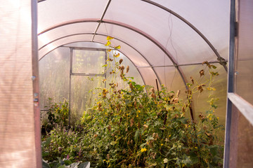 an open door to a small greenhouse where cucumbers and other vegetables and plants grow.