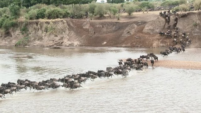 Blue Wildebeest (Connochaetes taurinus)  crossing the Mara river during their annual migration, with a startled Giraffe on bank,Serengeti N.P., Tanzania.