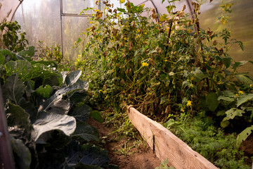 looked into a small greenhouse where cucumbers, cabbage, and other plants and vegetables grow