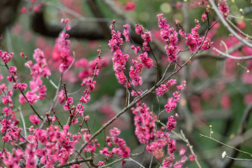 Pink plum blossom, Japanese apricot, Ume