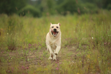 Golden Labrador walking in the spring park, natural light, in cloudy day