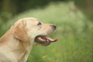 Naklejka na ściany i meble Golden Labrador walking in the spring park, natural light