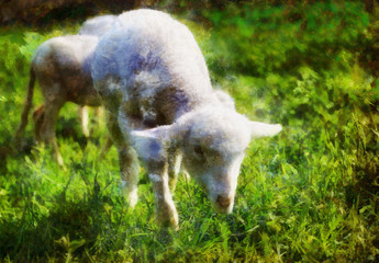 Little lambs grazing on a beautiful green meadow with dandelion. Computer painting effect. © jozefklopacka
