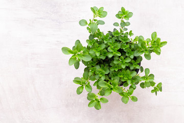Fresh green spices isolated on white background, top view.
