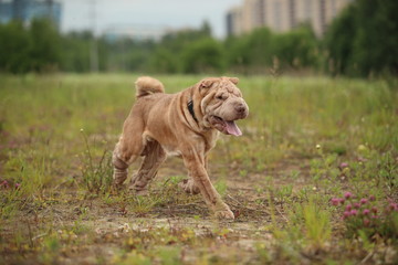 Side view at a Shar pei breed dog on a walk in a park