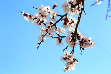 Early spring flowering apricot close up