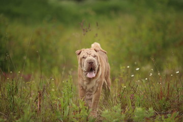 Portrait of a Shar pei breed dog on a walk in a park