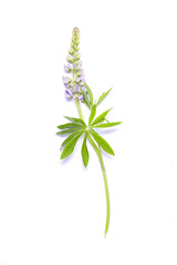 Lupin blue flower on white background