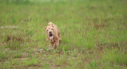 Portrait of a Shar pei breed dog on a walk in a park