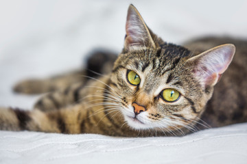 Tabby cat lies on knitted background