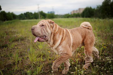 Side view at a Shar pei breed dog on a walk in a park