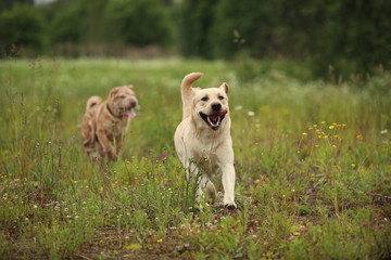 Two running dogs golden labrador and Shar pei in green meadow